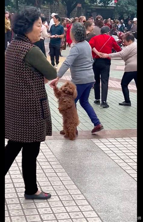 大妈拽着狗的爪子在广场跳舞，又是转圈又是探戈步的，把狗整懵了