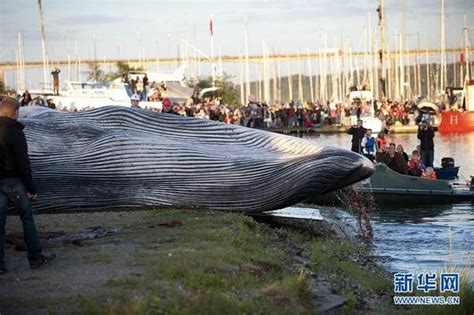丹麦港口一头15米长巨鲸在海岸搁浅5天死亡 - 海洋财富网