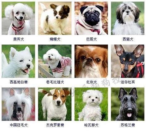 狗狗标准体型图示 犬种体型重量标准_宠物百科 - 养宠客