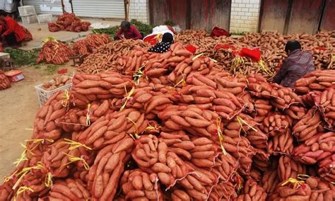 登封举办红薯文化节：天地之中“薯”你最美-新闻-中国农民网