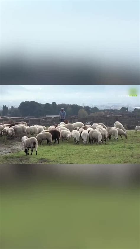 庞贝古城利用羊群丰富城市景观_凤凰网视频_凤凰网