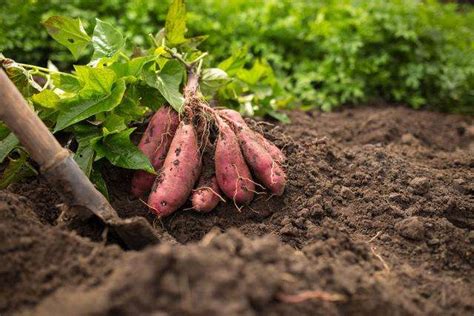 地瓜的种植时间和方法，红薯种植全过程和方法|admin_人人点