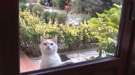 如果把猫咪关在门外，它会不停地喵喵叫，你知道是什么原因吗？