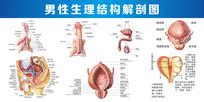 妇科解剖图图片_妇科解剖图设计素材_红动中国