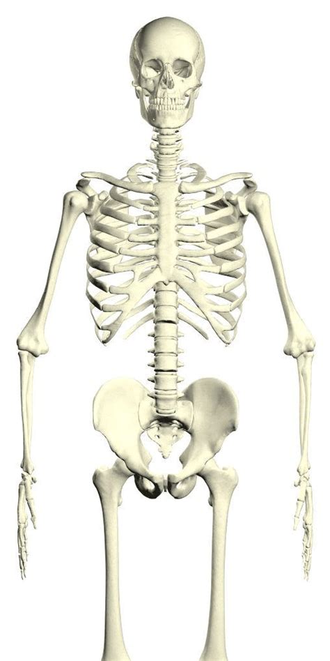 人体骨骼示意图_小儿推拿常识_小儿推拿网(小儿按摩网)