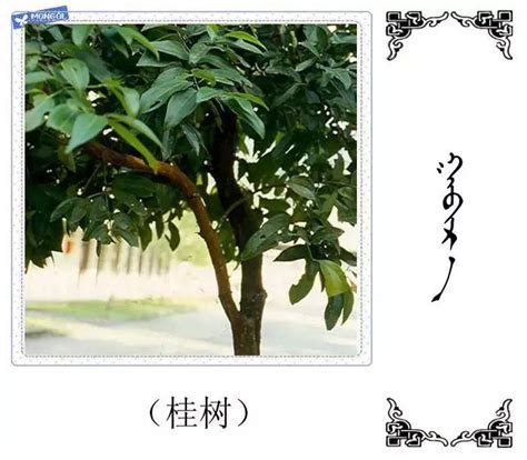 快来认树,101种带名字的手绘植物立面图-Word模板下载_编号ldrakren_熊猫办公
