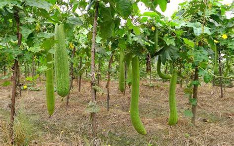 玉翠大肉丝瓜种子 农研种业出品肉丝瓜籽 原厂包装10粒装-阿里巴巴