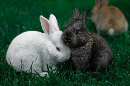 属兔人生命中的贵人是谁？哪些生肖是属兔人命中注定的贵人和小人？_华易网