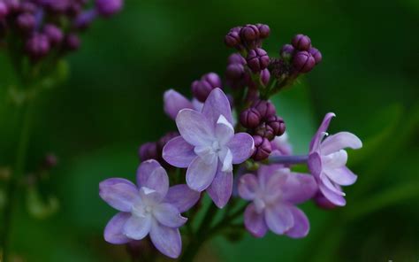 紫色丁香花图片 高清图片下载-找素材网