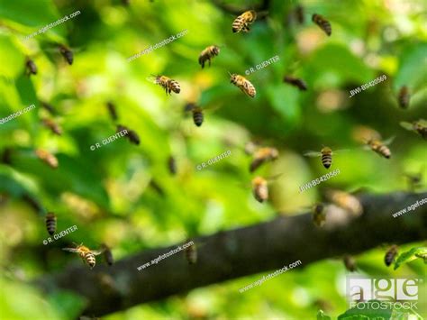 honey bee, hive bee (Apis mellifera mellifera), swarming bee swarm in ...