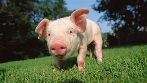 十二生肖属猪的年份 属猪有哪几年出生 - 万年历