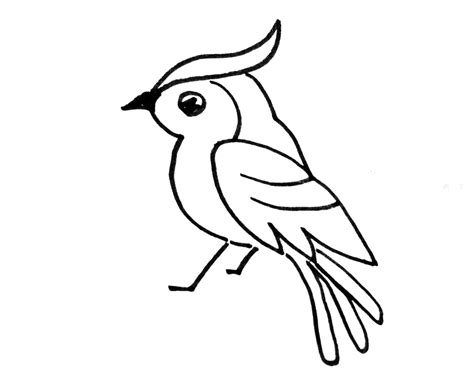 中型鸟类简笔画(各种鸟类的简笔画) - 抖兔教育