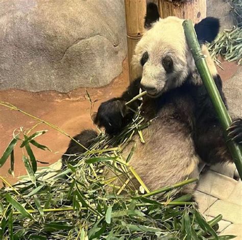 大熊猫“丫丫”回国最新进展：在上海检疫后将被北京动物园接回-致力做最好的服务
