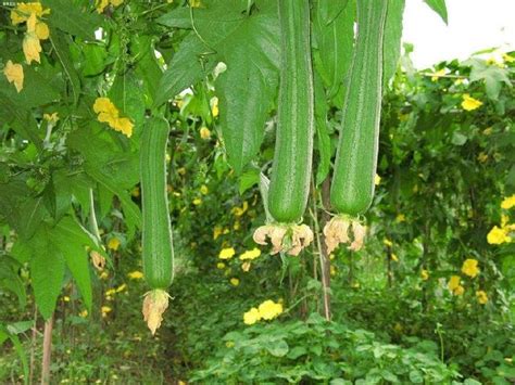 丝瓜种植时间及育苗方法，一年四季均可播种 - 农敢网