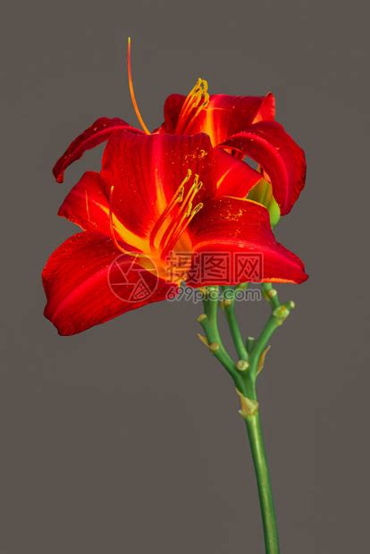 对红花大全图片