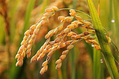 旱稻种植时间和方法,春播4至5月,夏播6月中旬 - 达达搜
