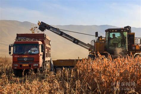 新源：制种玉米喜获丰收_图片新闻_伊犁哈萨克自治州人民政府