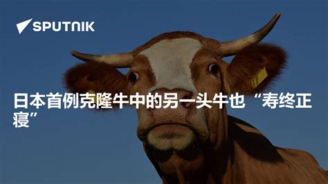 日本首例克隆牛中的另一头牛也“寿终正寝” - 2019年10月10日, 俄罗斯卫星通讯社