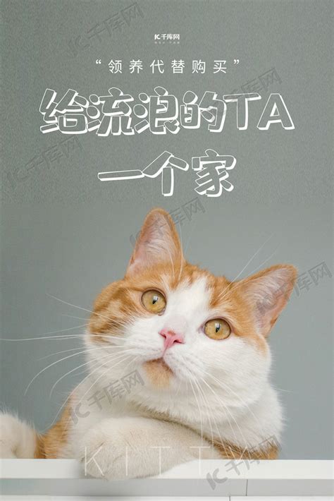 【猫咪领养】小区流浪温柔小橘猫寻领养