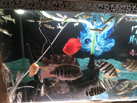 聊城水族馆我的混养 - 狗仔招财猫鱼 - 广州观赏鱼批发市场