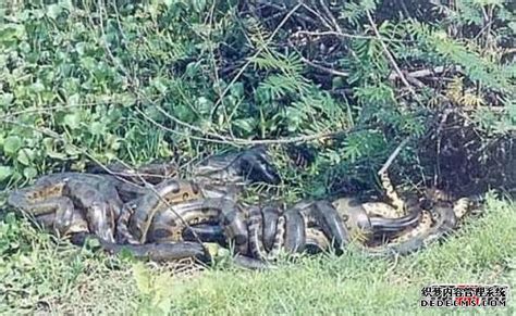 世界上最大的蟒蛇，体长15米，一口吞下一个人！