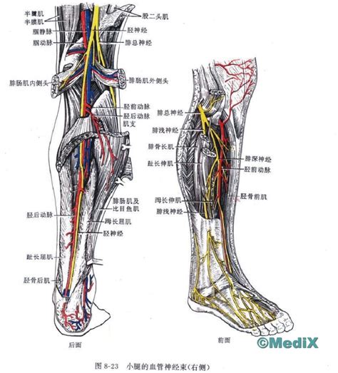 下肢血管解剖图图片
