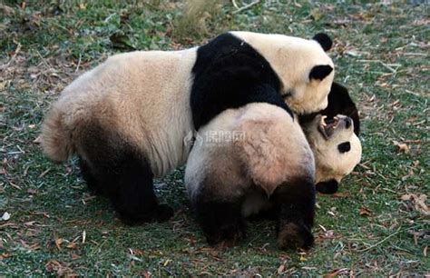 熊猫战斗力“足以对抗”老虎,为何成为濒危动物？科学家说出真相_新浪新闻