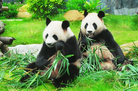 广州长隆野生动物园 一日游~-广州旅游攻略-游记-去哪儿攻略