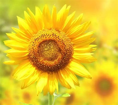 向日葵为什么会向着太阳 - 花百科