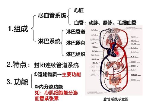 倪海厦论心脏和小肠的热发生机制以及各自供热的主要部位结合12经脉的气血流注顺序去思考这篇文章，那让今后的用药思维具有穿透... - 雪球