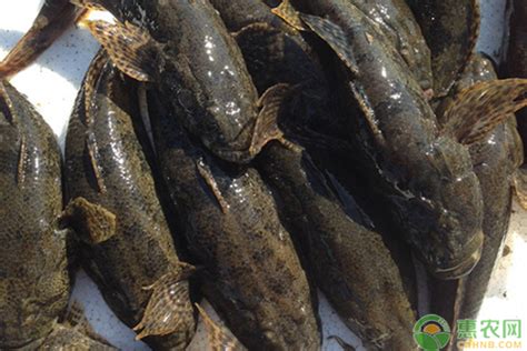 最好吃的淡水鱼排行榜 - 惠农网