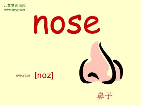 单词nose
