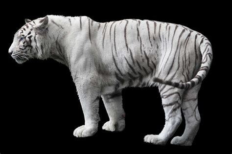 白色的老虎是什么品种？老虎的品种有哪些？_法库传媒网