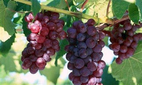 最常见的葡萄种类及上市时间！你都知道吗？