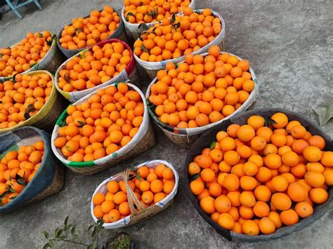 花果同树！伦晚脐橙丰收采摘忙-赣州市乡村振兴研究院