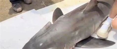 网红烹食大白鲨：花数千元从渔民处转手购得 捕获者及转卖者被批捕_凤凰网