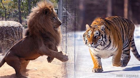 《虎啸非洲》中狮群是老虎的天敌？老虎打得赢狮子吗