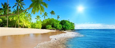 蔚蓝的大海阳光棕榈树沙滩风景带鱼屏壁纸_图片编号103408-壁纸网
