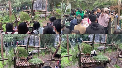 2020南京红山动物园大熊猫直播在哪看- 南京本地宝