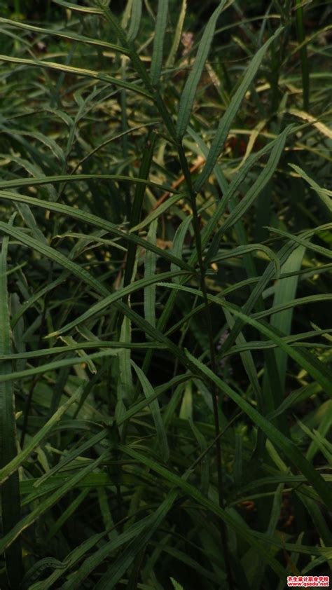 井栏边草-罗浮山野生动植物-图片