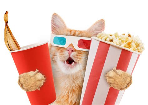 猫影视tv2.1.0.5下载-2022猫影视tv最新版-2022猫影视tv官方下载安装苹果手机版-嗨客手机站