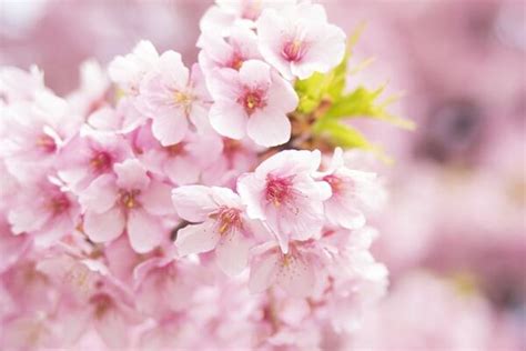 樱花 四月 春天 粉色 鲜花 分支 性质 树图片免费下载 - 觅知网