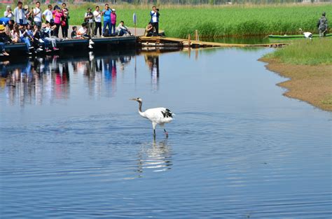 2021每年的6-9月份是游览扎龙湿地、观赏丹顶鹤的最佳季节。更是人们翘盼和期待的_扎龙自然保护区-评论-去哪儿攻略