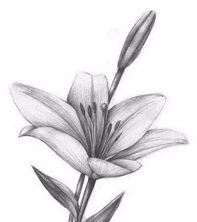 花素描图片