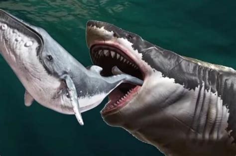巨齿鲨还存在吗?它的天敌是什么?
