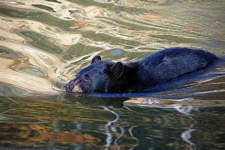 美国黑熊森林黑色动物园动物野生动物游泳幼兽危险棕色毛皮高清图片下载-正版图片320204941-摄图网