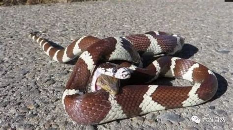 大蛇几乎吞食完小蛇，却被小蛇垂死咬住大蛇的身体