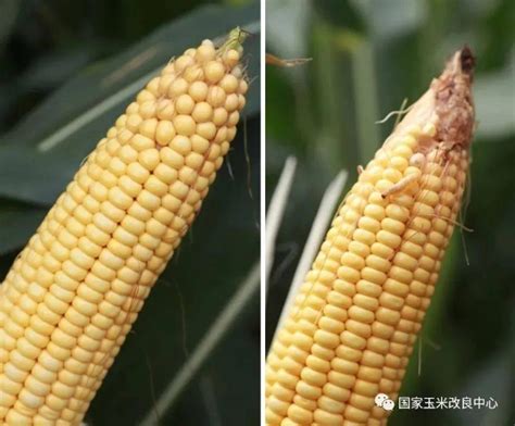 中国农业大学新闻网 媒体农大/科技之窗 又有一转基因抗虫玉米获批生产应用安全证书