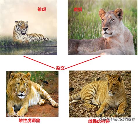 狮虎兽与虎狮兽的区别(狮虎兽与虎狮兽是什么样的动物？它们从何而来？) | 说明书网