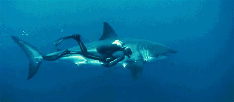 鲨鱼为什么通常只咬人而不吃人？是因为人类不合口味吗？